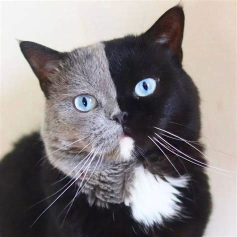 A Papa Cat With Two Faces Shares Half A Face With Each Of His 2