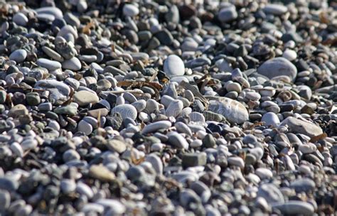Pebbles On The Beach Stock Photo Image Of Natural Gravel 47019488