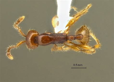 Formicidae Aenictinae Aenictus Doydeei