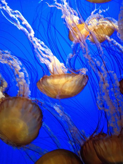 Taken At The Beautiful Jellyfish Exhibit At The Monterey Bay Aquarium