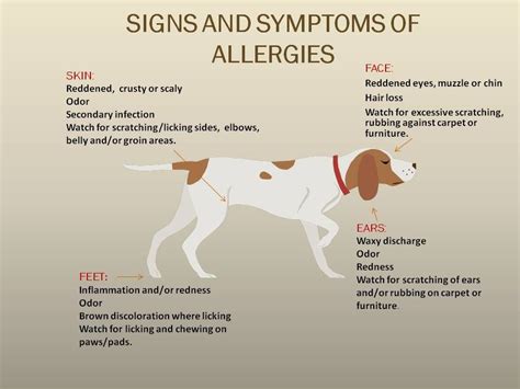 How Do You Know If You Are Allergic To Dogs Pets How Do