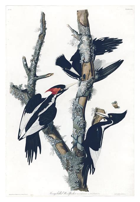 Ivory Billed Woodpecker Drawing By Celestial Images Fine Art America