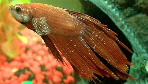 White Spot Disease Symptoms Of The White Spot Disease In Aquarium Fish