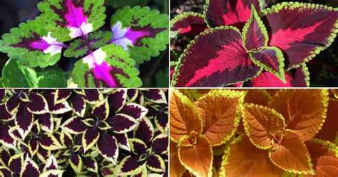 Coleus Care How To Grow Colorful Coleus Plant Extensive Guide