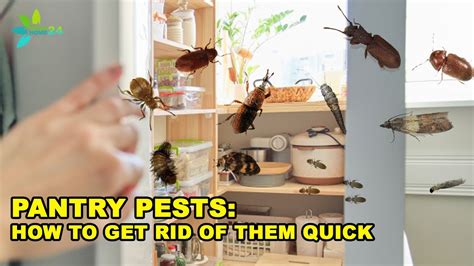 Tips To Get Rid Of The Most Common Pantry Pests Youtube