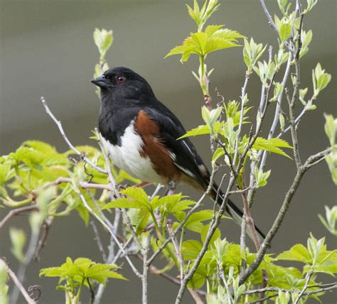 How To Attract Eastern Towhees •