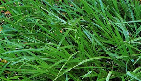 This grass is normally grown from seed or sod and possesses excellent. Argentine Bahiagrass BAHIA Grass Lawn Seeds | ZHONG WEI ...