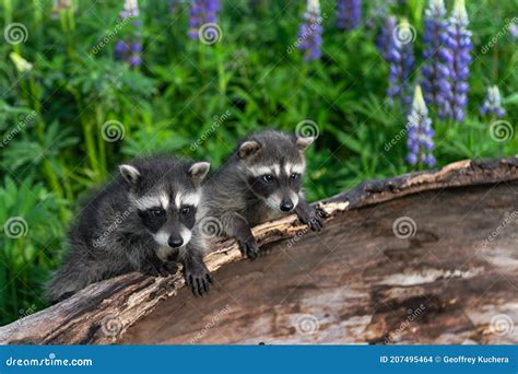 Raccoons Procyon Lotor Sit Together On Edge Of Log Summer Stock Photo