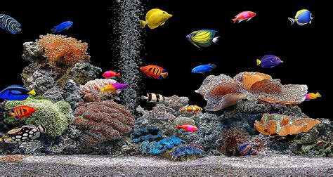 3d Aquarium Screensaver Wallpaper Best Free Hd Wallpaper