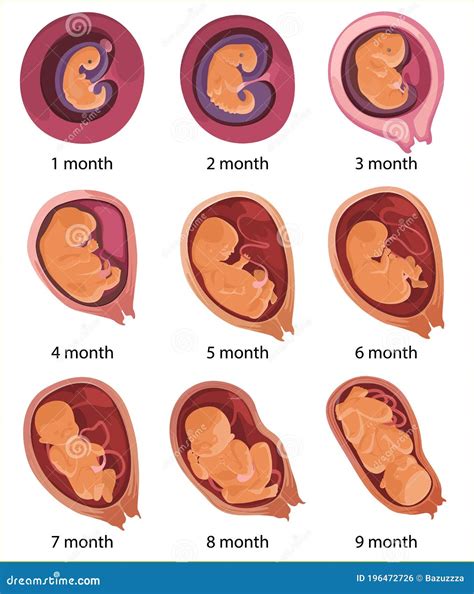 lista 100 foto evolucion del feto mes a mes alta definición completa 2k 4k
