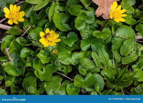 Ficaria Verna Lesser Celandine Pilewort Or Ranunculus Ficaria Yellow
