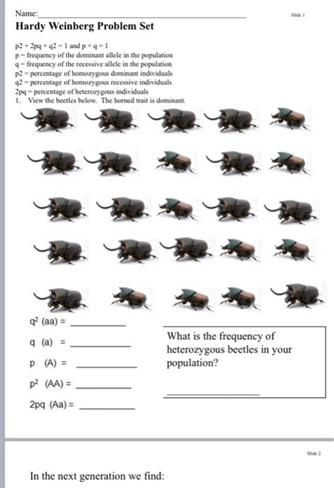 My goal is to be able to solve the following kind of problem. Solved: Slide 1 Name: Hardy Weinberg Problem Set P2 + 2pq ...