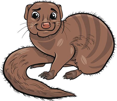 Mongoose Clip Art Vector Images And Illustrations Istock