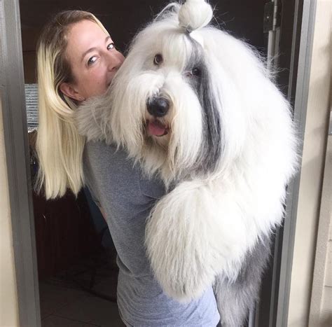 Old English Sheepdog Breed Info Guide Facts And Pictures Bark