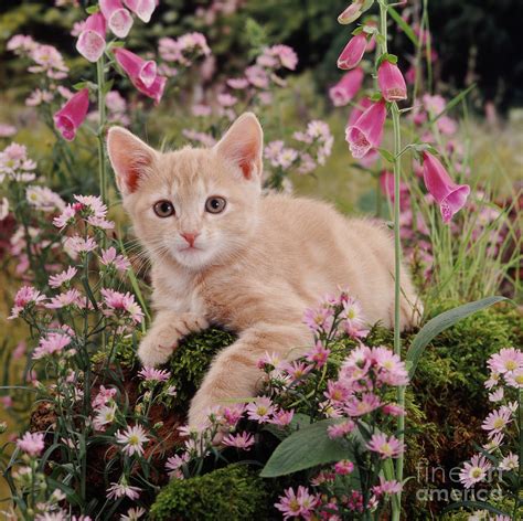 Feline Foxgloves Photograph By Warren Photographic Fine Art America