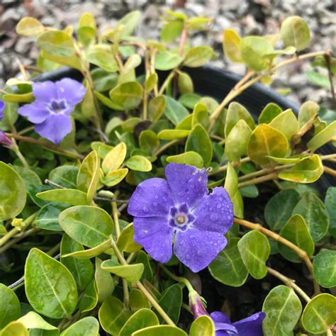 Vinca Minor Dwarf Periwinkle Western Star Nurseries