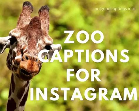 Fascinating 127 Zoo Instagram Captions Funny Puns Quotes And More