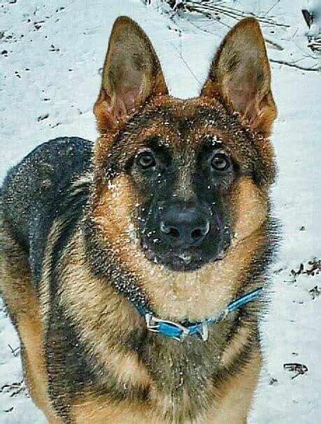 German Shepherd At Christians Guardian Shepherds