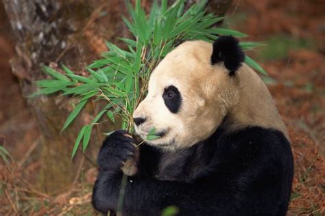 5 Adaptations For The Panda Animals Momme