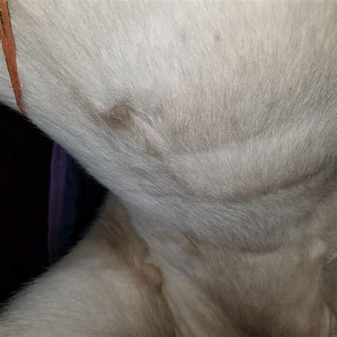 Ashers Case Of Equine Pythiosis Horsedvm