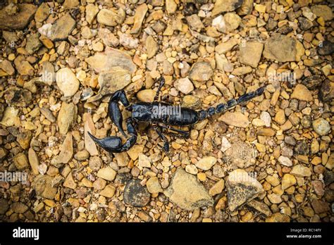 Emperor Scorpion On The Ground The Black Scorpion Dead On The Rock