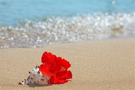Beautiful Red Hibiscus Flower On The Beach Stock Image Image Of Copy
