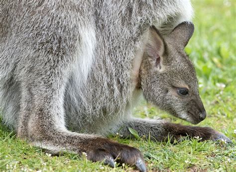 woman with kangaroo asked to leave wisconsin mcdonald s new york daily news