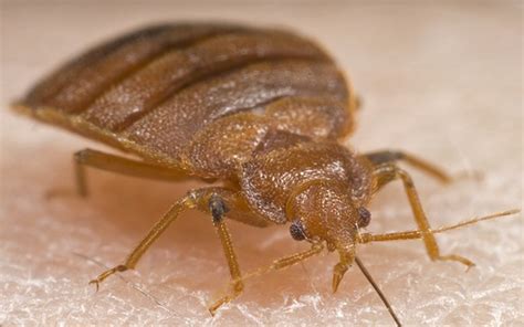 Bed Bug Insects World