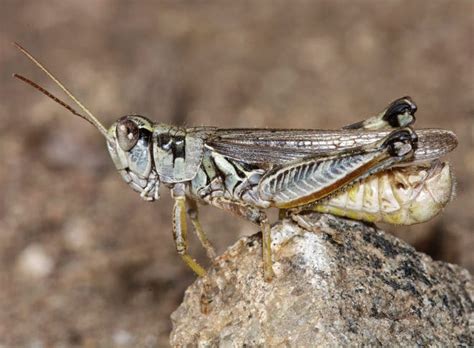 western drought brings another woe voracious grasshoppers