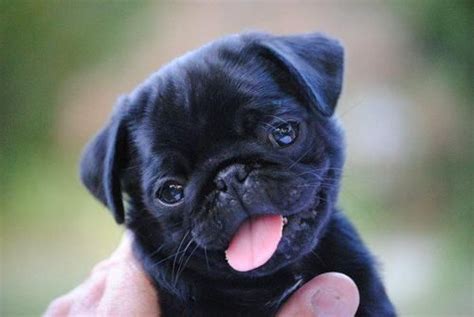 1003 Best Images About Pugs On Pinterest Pug Life Merry Christmas