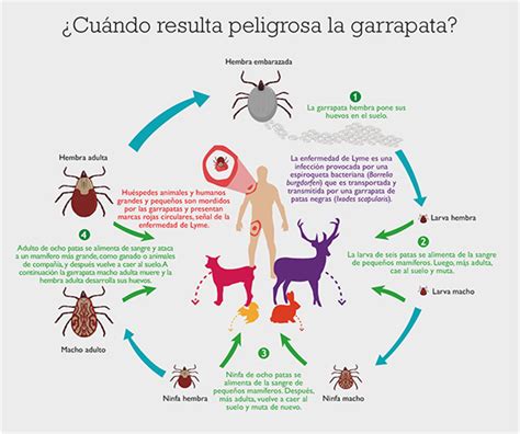 Alerta Lyme Plaga De Garrapatas Hasta En Las Ciudades Salud Nutrici N Bienestar