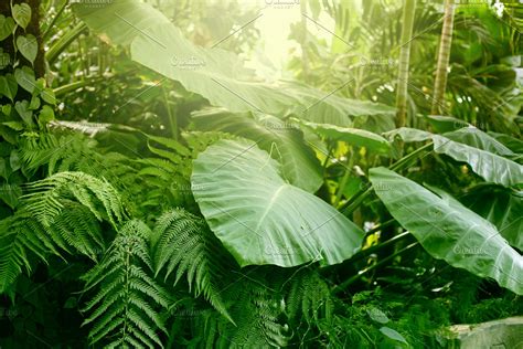 Forest with tropical plants. Nature | High-Quality Nature Stock Photos ...