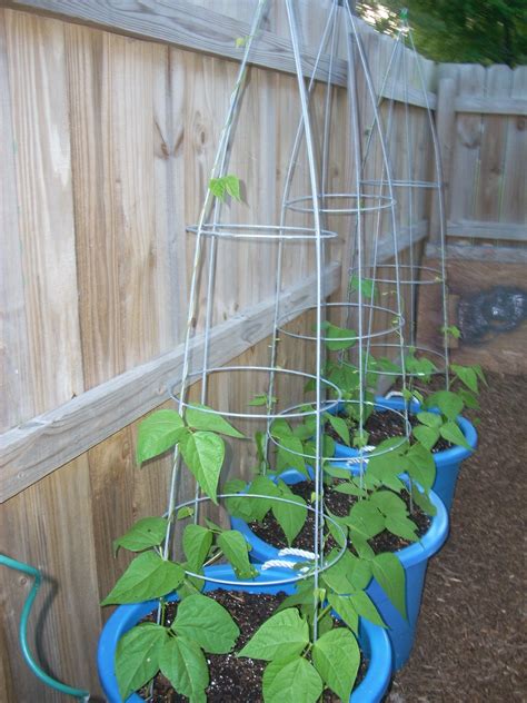 Growing Green Bush Beans In Containers Okejely Garden Plant