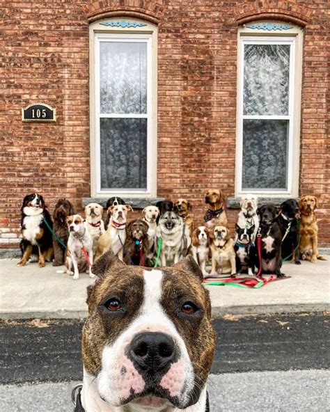 These Lovely Dogs ‘pack Walk And Pose For Pictures Together Every Day