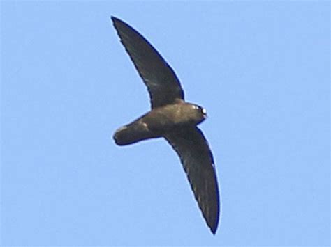 Spot Fronted Swift Ebird