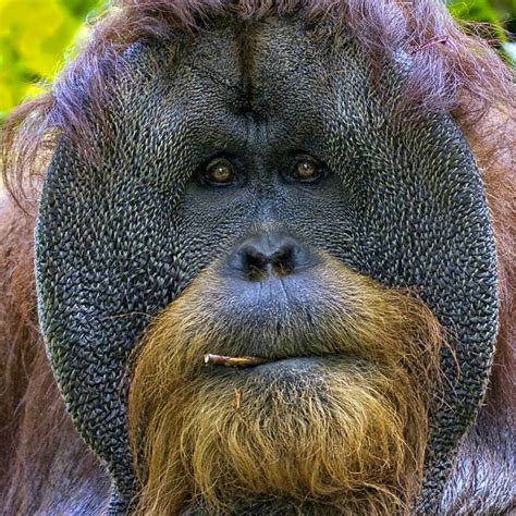 Why Do Some Male Orangutans Have A Flange While Others Do Not ~ Kuriositas