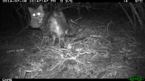 Feral Cat0009 Friends Of Tarra Bulga National Park