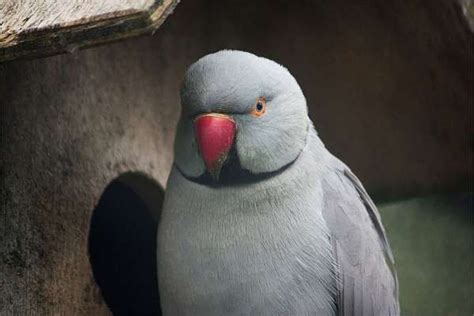 Grey Indian Ringneck Parakeet Pet Bird Cage Birds Pet Birds