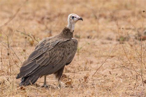 Hooded Vulture The Ultimate Guide Operation Migration