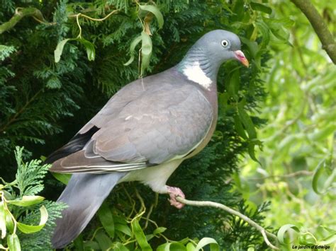 Le Pigeon Biset Pigeon Friends And Rescue