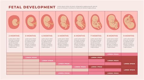 Prenatal Development Chart Poster Laminated Pe