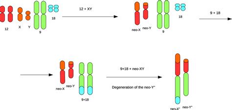 Putative Scenarios For The Evolution Of Anolis Sagrei Sex Chromosome Download Scientific