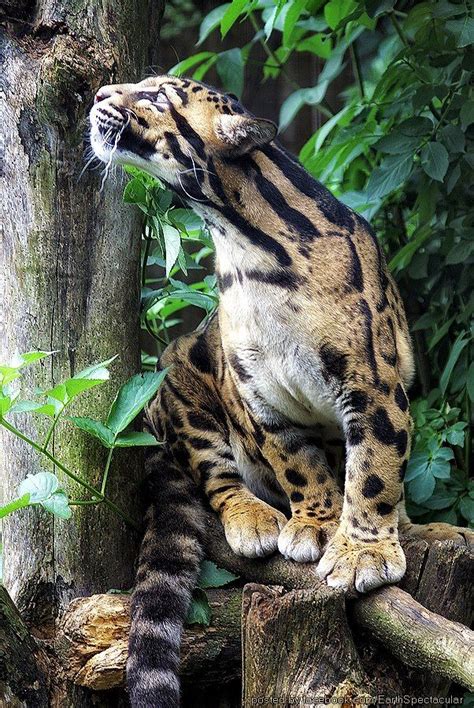 The Beautiful Clouded Leopard Photography Clive Rowland Photography