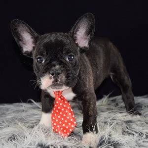 However, the royal frenchel exhibits the best characteristics of a french according to the american kennel club, the average life expectancy of a french bulldog is 10 to 12 years. French Bulldog Puppies for Sale in PA | French Bulldog ...
