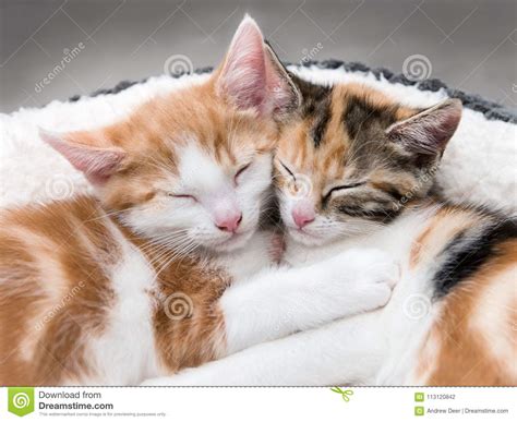 Two Cute Kittens In A Fluffy White Bed Stock Photo Image