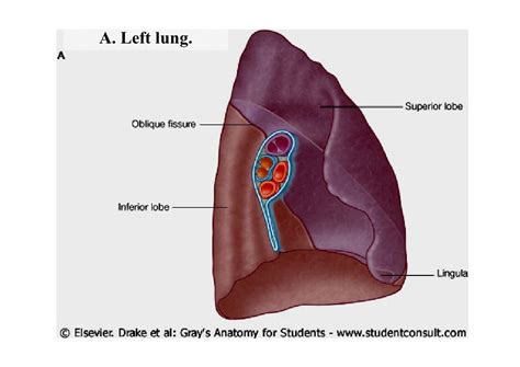 Lecture 3 Lungs And Pleura