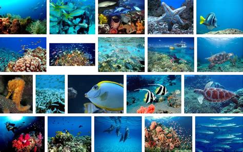 Bahkan, banyak orang yang menggunakan gambar pemandangan sebagai wallpaper pada laptop atau smartphone untuk menenangkan pikiran di. The gallery for --> Pemandangan Ikan Di Dasar Laut