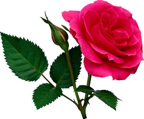 If you collect several different flowers, you get a bouquet. Rose PNG flower images, free download