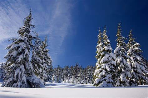 Online Crop Snow Covered Pine Trees Under Clear Blue Sky Hd Wallpaper