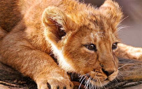 Download Cute Cub Animal Lion Hd Wallpaper